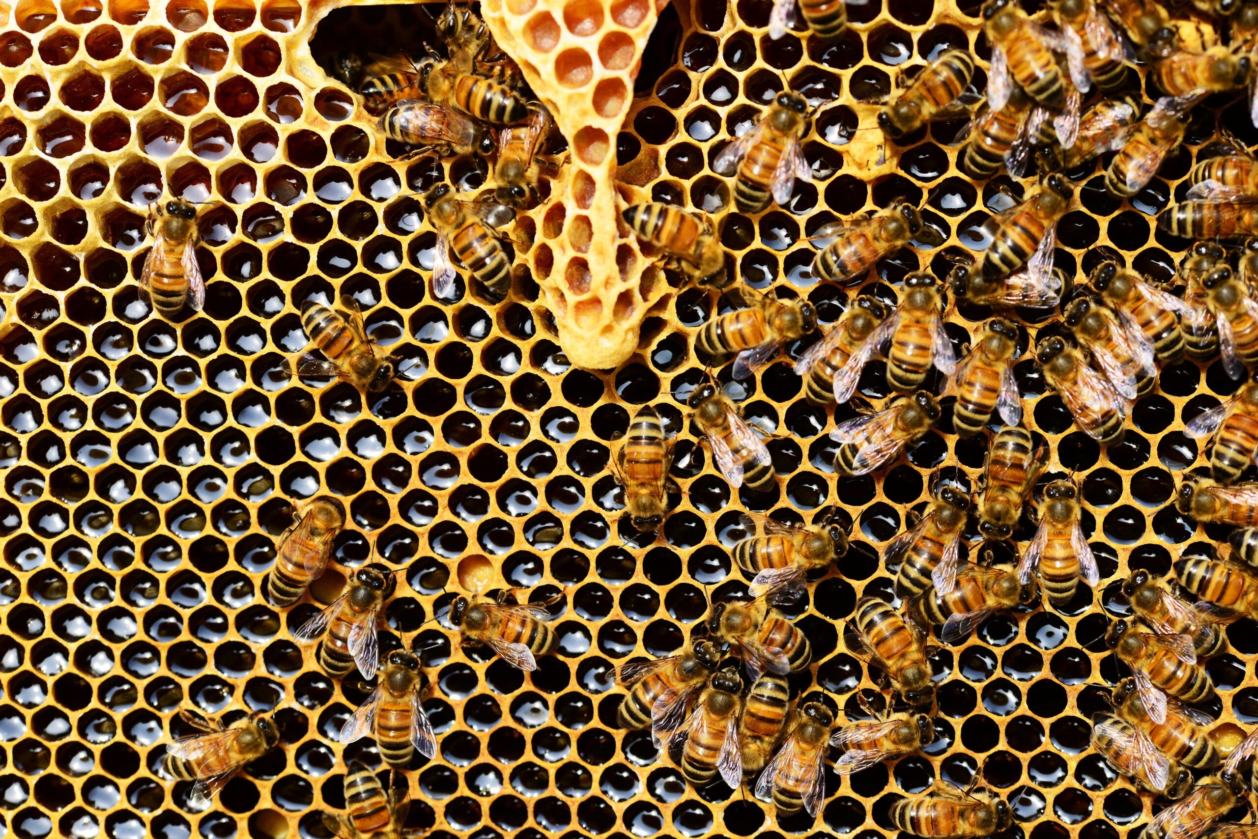 Self-organisation: Holacracy, Honeybees and Organoids